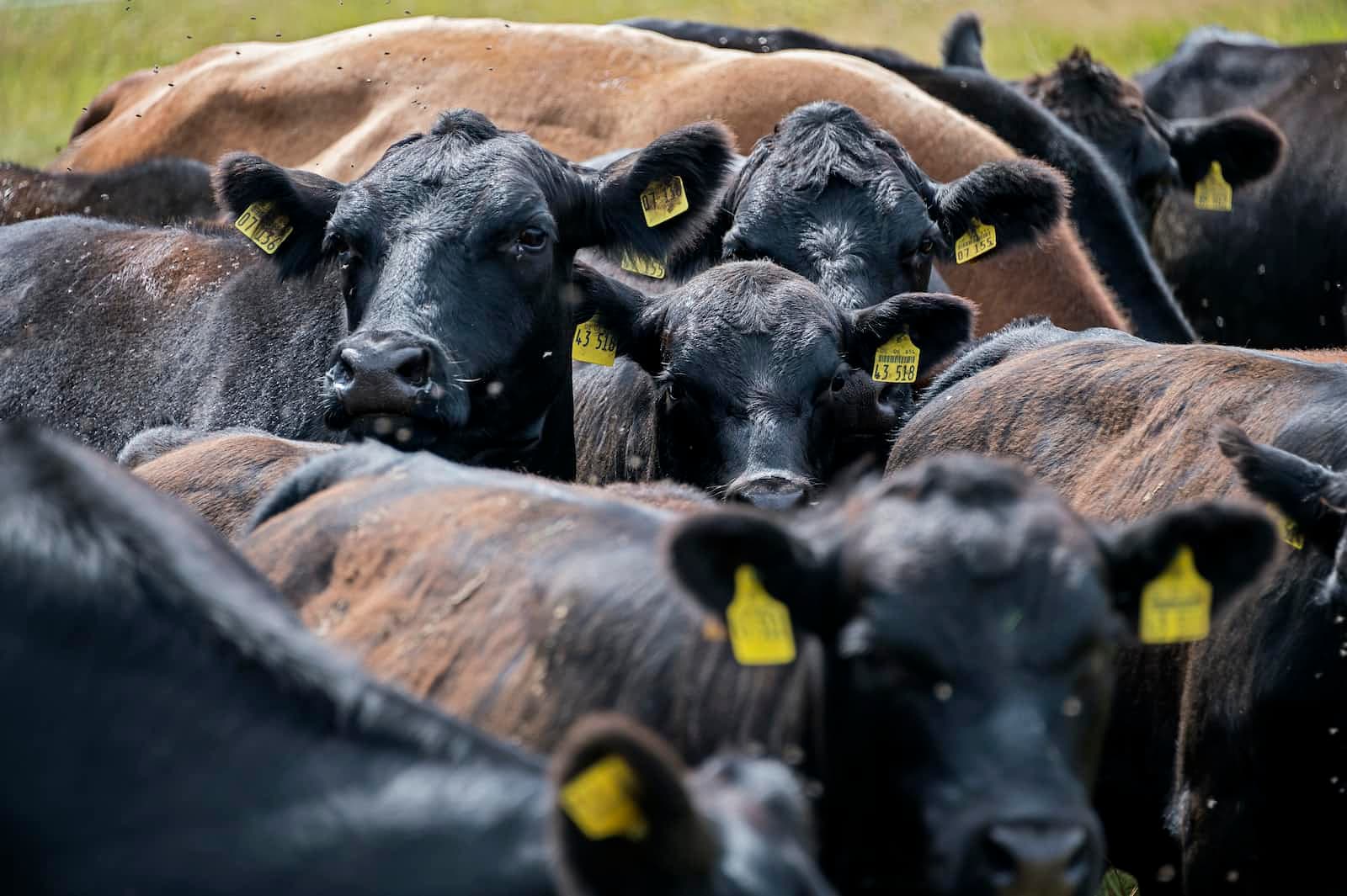 Treat Your Tables Like Cattle, Not Pets